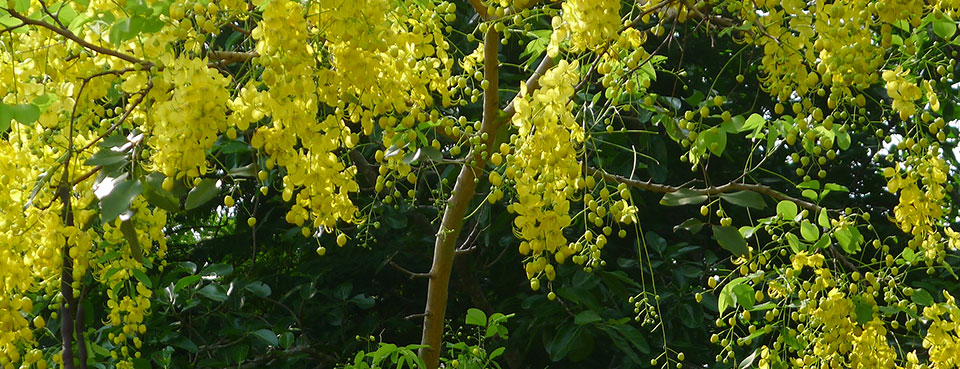 photos-yellow-flower.jpg